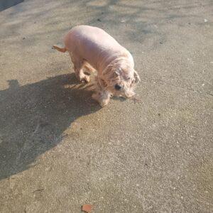 PEPE - 10 anni (nato a Febbraio 2016)  Razza: meticcio  Taglia: Medio piccola  Carattere: dolce, coccolone e buono Foto 3